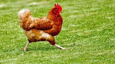 In his complaint, Sabir alleged the high-decibel sound from the DJ system being played during the procession caused panic among the poultry, leading to the death of 140 chickens. (Representational)