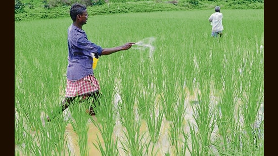 To reduce dependence on chemical fertilisers, scientists have urged farmers to adopt balanced and need-based nutrient management and diversify crops. (HT File)