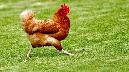 In his complaint, Sabir alleged the high-decibel sound from the DJ system being played during the procession caused panic among the poultry, leading to the death of 140 chickens. (Representational)