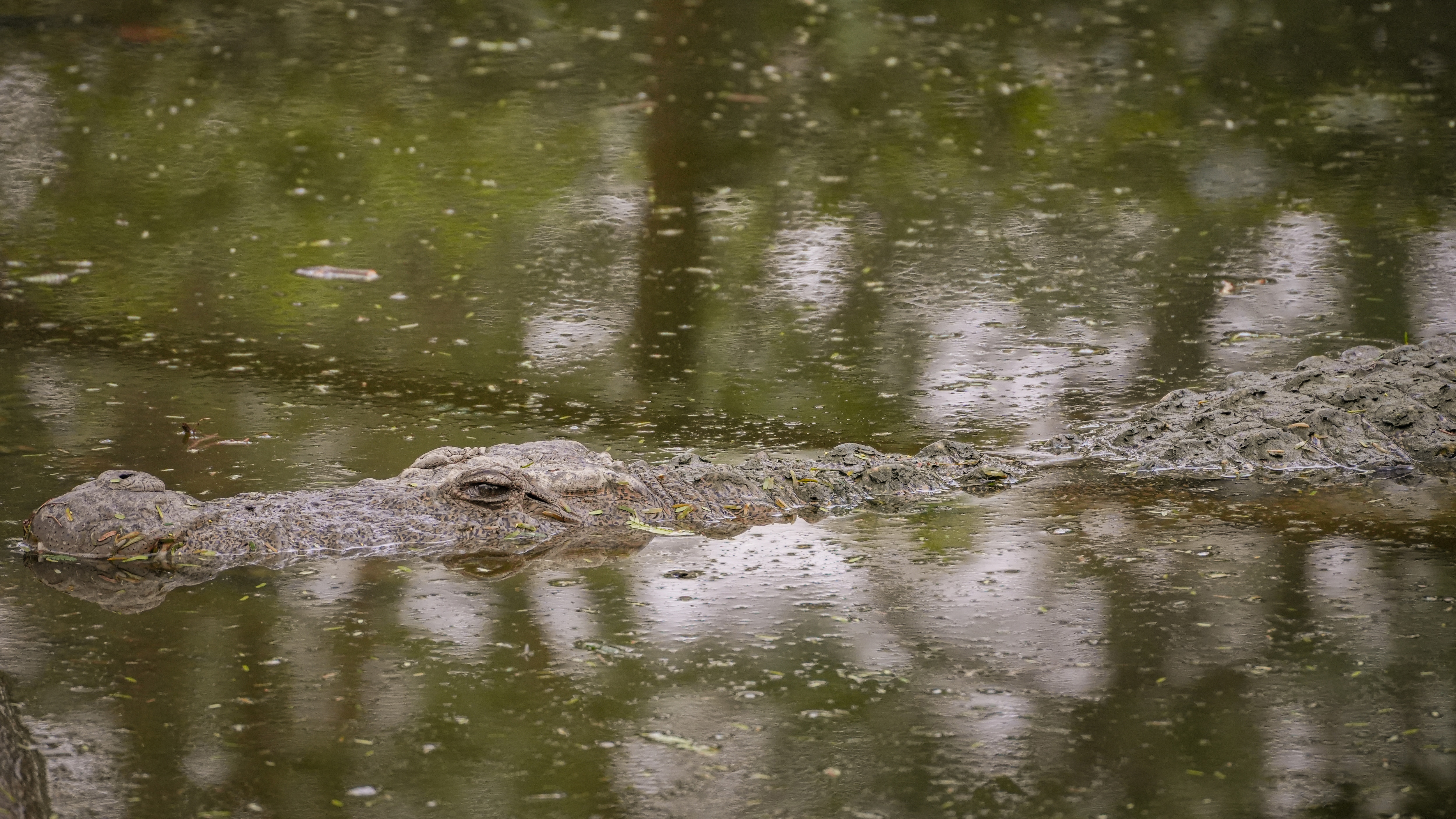 Crocodile emerging from water at Delhi Zoo (Anurag Mehra/ HT)
