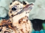 A month-old chick of the Great Indian Bustard has been missing since April 18