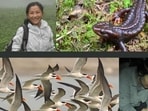Indian conservationists Barkha Subba and Parveen Shaikh win Whitley Awards 2026 for protecting Himalayan salamander and Indian skimmer habitats Indian conservationists Barkha Subba and Parveen Shaikh win Whitley Awards 2026 for protecting Himalayan salamander and Indian skimmer habitats