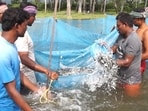Pong Dam Reservoir in Kangra district has emerged as a major contributor with 314.84 metric tonnes of production. (File)
