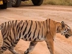 The autopsy was later conducted and the carcasses were disposed of as per the protocol. (Image sourced from Kanha Tiger Reserve)