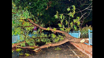 An uprooted tree on a street in Patna late on Wednesday. (PTI) An uprooted tree on a street in Patna late on Wednesday. (PTI)