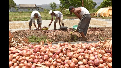 The Union government roped in CWC because it has expertise in properly storing various produce. It has been storing materials like cotton, wheat, pulses etc for different government agencies. (REPRESENTATIVE PHOTO) The Union government roped in CWC because it has expertise in properly storing various produce. It has been storing materials like cotton, wheat, pulses etc for different government agencies. (REPRESENTATIVE PHOTO)