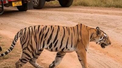 The autopsy was later conducted and the carcasses were disposed of as per the protocol. (Image sourced from Kanha Tiger Reserve) The autopsy was later conducted and the carcasses were disposed of as per the protocol. (Image sourced from Kanha Tiger Reserve)