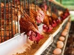 At a poultry farm. (Adobe Stock)