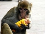 Monkeys, wild boars and other animals damage crops