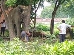 The elephant was neither in ‘musth’ nor was there any sign of agression observed in him earlier. (FOR REPRESENTATION PURPOSE ONLY) The elephant was neither in ‘musth’ nor was there any sign of agression observed in him earlier. (FOR REPRESENTATION PURPOSE ONLY)