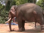 Visuals of the incident show the elephant attacking the vehicles parked near the temple. (ANI Video Grab)