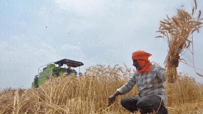 A farmer harvesting wheat on the outskirts of Amritsar on April 17, 2026. (Sameer Sehgal/HT file) A farmer harvesting wheat on the outskirts of Amritsar on April 17, 2026. (Sameer Sehgal/HT file)