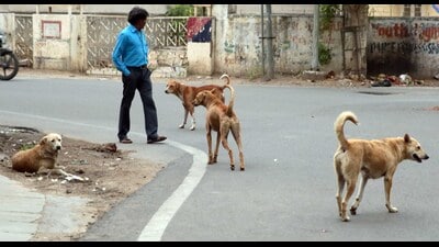 Punjab local government minister Sanjeev Arora said the unchecked rise in stray dog populations, particularly in urban and semi-urban areas, had begun to severely impact the daily lives of citizens. (HT File) Punjab local government minister Sanjeev Arora said the unchecked rise in stray dog populations, particularly in urban and semi-urban areas, had begun to severely impact the daily lives of citizens. (HT File)