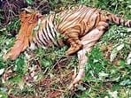 An adult tiger was found dead on Saturday in the forests of Sacorda in Goa’s Dharbandora region, with its teeth and nails missing