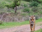 Established in 2001, the sanctuary spans 352 square kilometres. (Facebook//Bhoramdev Wildlife Sanctuary) Established in 2001, the sanctuary spans 352 square kilometres. (Facebook//Bhoramdev Wildlife Sanctuary)
