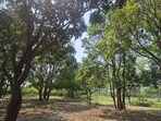 Mango trees with no fruits at an orchard in a Nighasan tehsil village on Saturday. (HT)