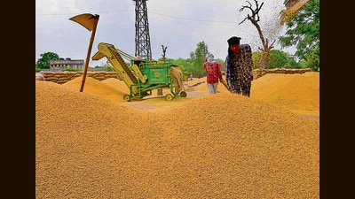 Official data shows steady arrivals and purchase of grain, but transport constraints delay clearance in several areas. (Gurpreet Singh/ht) Official data shows steady arrivals and purchase of grain, but transport constraints delay clearance in several areas. (Gurpreet Singh/ht)
