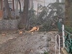 Uprooted trees after a storm near Jakhoo in Shimla on Sunday. (File)