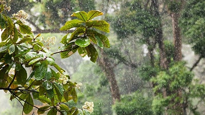 తెలంగాణకు వర్ష సూచన తెలంగాణకు వర్ష సూచన