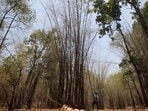 Gadhchiroli...8th June 2011... Sakaram Tohfa in bamboo forests in Mendha lekha, Dhanora block in Gadchiroli - HT Photo by Puneet Chandhok (Hindustan Times)