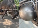 A Pune woman highlighted litter inside a bull sculpture on JM Road. A Pune woman highlighted litter inside a bull sculpture on JM Road.