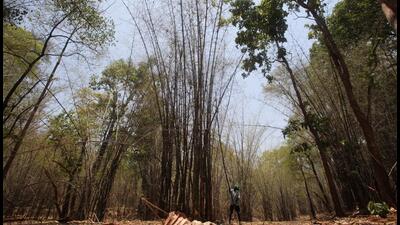 Gadhchiroli...8th June 2011... Sakaram Tohfa in bamboo forests in Mendha lekha, Dhanora block in Gadchiroli - HT Photo by Puneet Chandhok (Hindustan Times) Gadhchiroli...8th June 2011... Sakaram Tohfa in bamboo forests in Mendha lekha, Dhanora block in Gadchiroli - HT Photo by Puneet Chandhok (Hindustan Times)