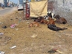MC contractor accused of dumping waste at Jainpur plant instead of converting it into fuel or manure as per the contract. (Gurpreet Singh/ HT) MC contractor accused of dumping waste at Jainpur plant instead of converting it into fuel or manure as per the contract. (Gurpreet Singh/ HT)