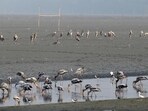 Painted stork at the Okhla bird sanctuary earlier this year. (Sunil Ghosh/HT Archive)