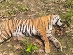 The carcass of the tigress recovered inside Dudhwa buffer zone forests on Tuesday (HT Photo)