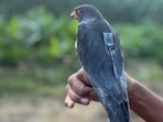 The geo-tagged Amur falcon ‘Apapang’. (HT Photo)
