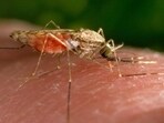 The mosquito density index is an entomological surveillance metric used to estimate the abundance of mosquitoes. (AP)
