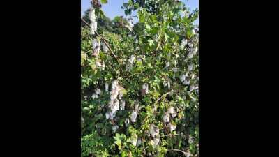 Experts said that four years of tests and trials have shown the variety has a low-input cost, and cotton derived from indigenous varieties has commercial value in the pharmaceutical industry.