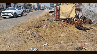 MC contractor accused of dumping waste at Jainpur plant instead of converting it into fuel or manure as per the contract. (Gurpreet Singh/ HT)