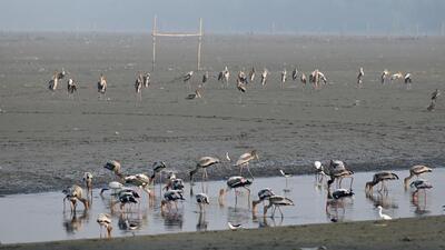 Painted stork at the Okhla bird sanctuary earlier this year. (Sunil Ghosh/HT Archive)