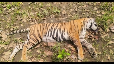 The carcass of the tigress recovered inside Dudhwa buffer zone forests on Tuesday (HT Photo)