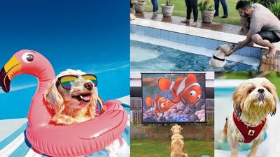 There are several spots in the city where one can take their pets for a cooling pool session. (Photo: Adobe stock) There are several spots in the city where one can take their pets for a cooling pool session. (Photo: Adobe stock)