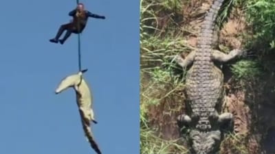 15-foot-long crocodile with body of businessman inside airlifted in South Africa. (X@CollinRugg) 15-foot-long crocodile with body of businessman inside airlifted in South Africa. (X@CollinRugg)
