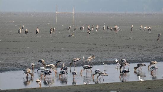 Painted stork at the Okhla bird sanctuary earlier this year. (Sunil Ghosh/HT Archive)