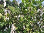 Experts said that four years of tests and trials have shown the variety has a low-input cost, and cotton derived from indigenous varieties has commercial value in the pharmaceutical industry.