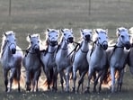 The seven horses running in the field.