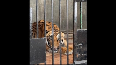 One of the newly brought big cats in the Ludhiana zoo on Wednesday. (HT PHOTO) One of the newly brought big cats in the Ludhiana zoo on Wednesday. (HT PHOTO)