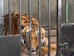 One of the newly brought big cats in the Ludhiana zoo on Wednesday. (HT PHOTO) One of the newly brought big cats in the Ludhiana zoo on Wednesday. (HT PHOTO)