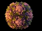 Hantaviruses are a family of viruses that can cause serious illnesses, including HPS and HFRS, and even death. (AP)
