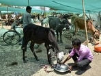 The children were forced to work for more than 10 hours a day in cattle-rearing units located near the Kanha National Park region. (Getty image/ Representative photo)