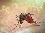 MCD intensifies anti-mosquito drive after Delhi witnesses spike in dengue cases(shutterstock)