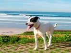 Did you know your pet can suffer from heat-related conditions in the summer season?