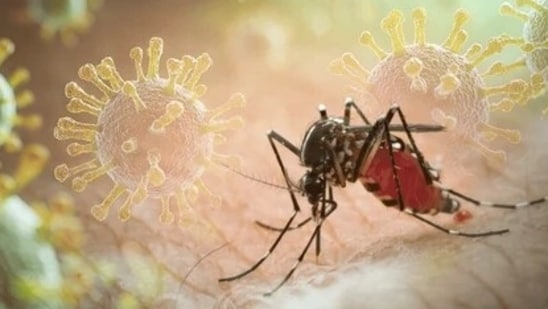 MCD intensifies anti-mosquito drive after Delhi witnesses spike in dengue cases (shutterstock)