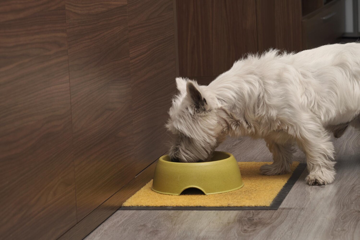 Make sure your pet drinks a lot of water this summer season to avoid getting dehydrated. (Picture credit: Freepik) Make sure your pet drinks a lot of water this summer season to avoid getting dehydrated. (Picture credit: Freepik)
