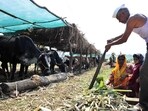 More than half a million cane cutters migrate every year from Marathwada, particularly Beed district, to western Maharashtra and neighbouring states for the six-month sugarcane crushing season between September and February-March. (Hindustan Times)