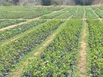 Nursery of saplings prepared for a large-scale tree plantation drive in Prayagraj. (HT photo)